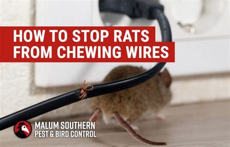 electrical box for mice|how to stop mice from eating wires.